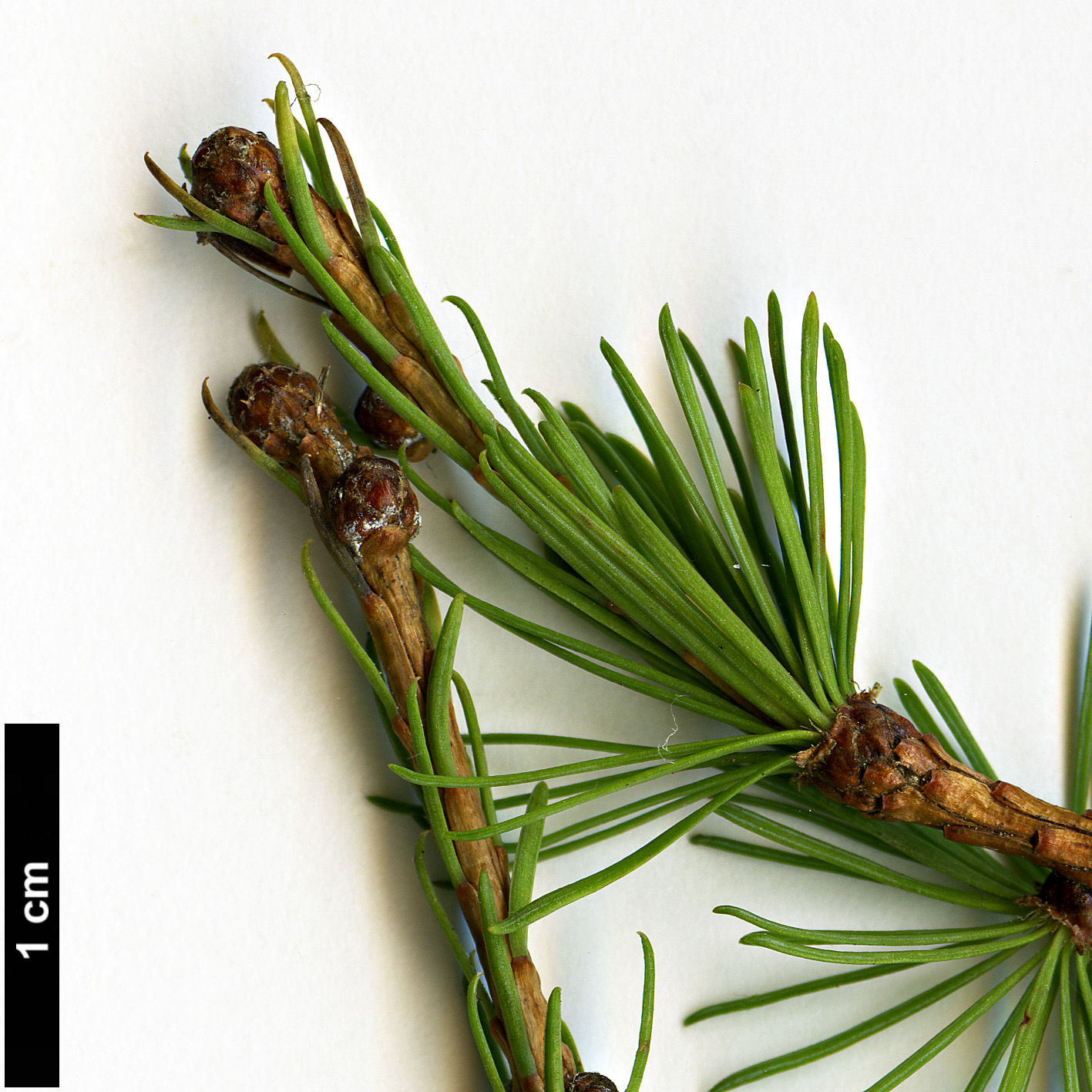 High resolution image: Family: Pinaceae - Genus: Larix - Taxon: gmelinii - SpeciesSub: var. principis-rupprechtii